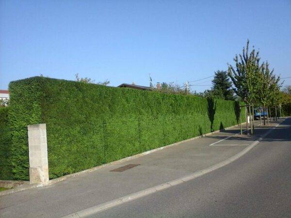 ENTRETIEN de vos espaces verts, TAILLE des arbres autour de Sundhoffen et aux environs de Colmar Saint-Dié-des-Vosges 2