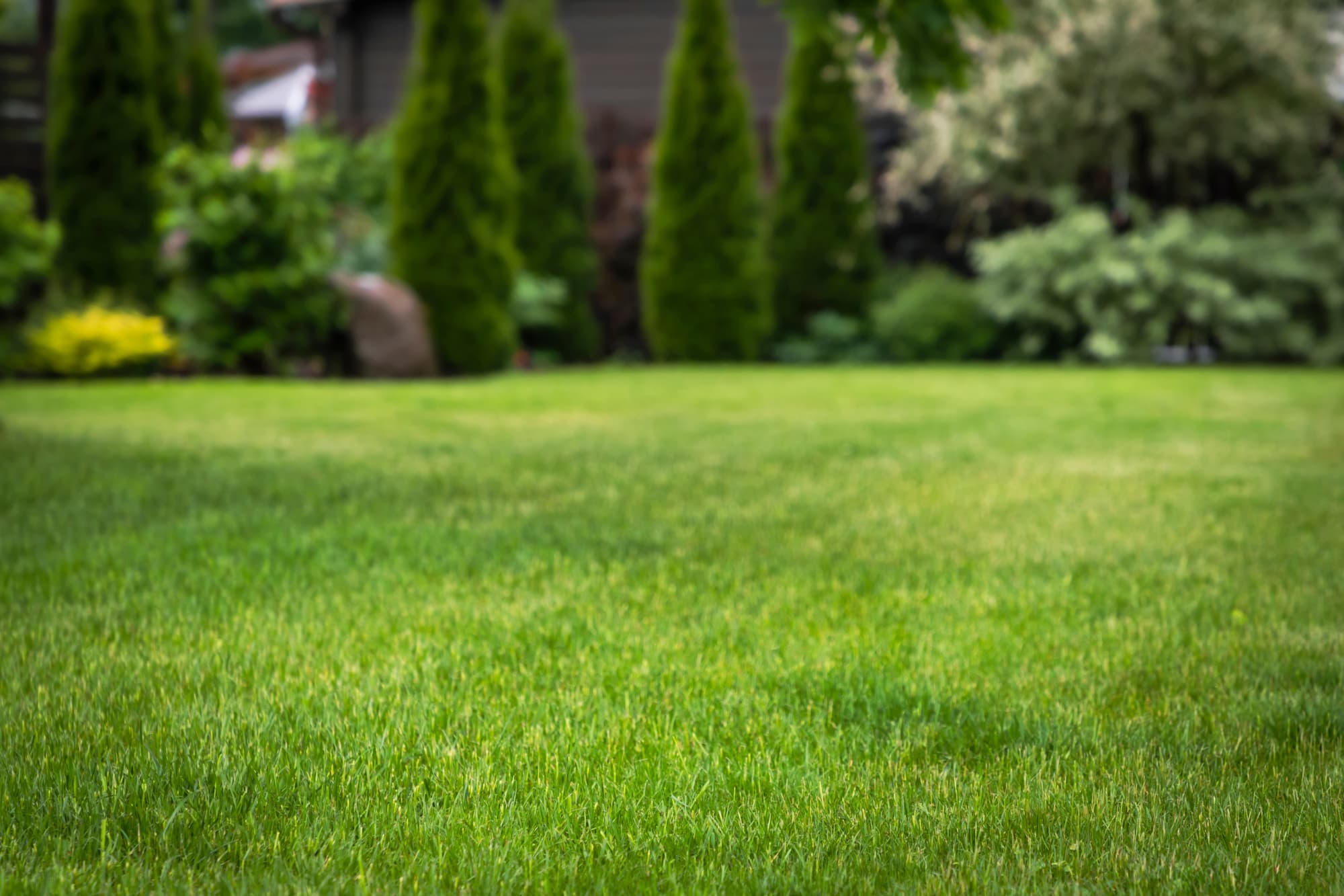 Que choisir entre gazon de plaquage et semis ? Wittenheim